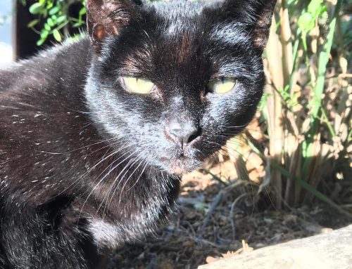Pets Of The Earth: We Hate Your Singing