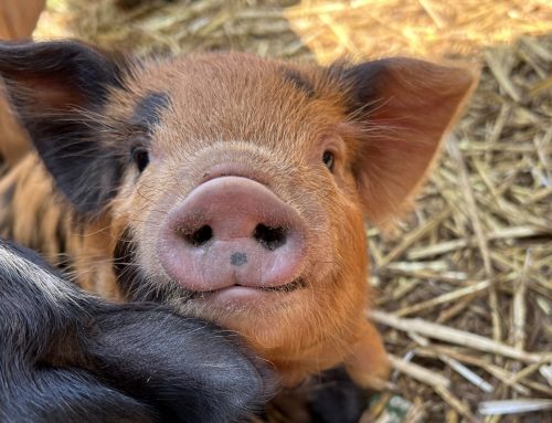 Activist Pigs Lobby For End To Oppression