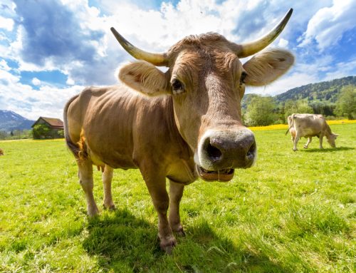 Man With Meat Hangover Searches For Cow That Licked Him